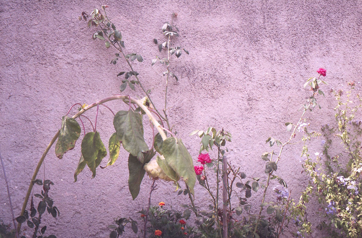 Acidsud_RositaRonzini 1